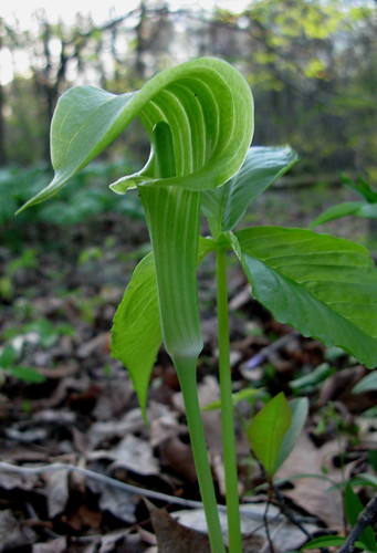 Jack in the Pulpit 4