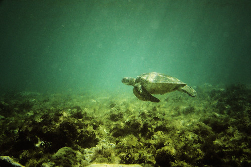 The Mighty Pawikan (Sea Turtle)