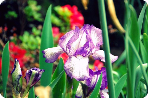 (unofficial) flower week: iris