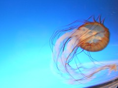 大阪　海遊館　jellyfish 20100411