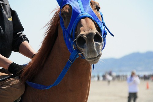 相良草競馬大会-Local horse race in Sagara