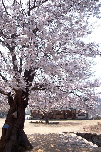 벚꽃 벚나무