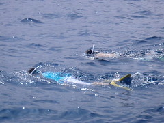 Dolphin Swims Big Island Hawaii