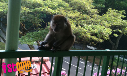  Monkey-ing around for food at Telok Blangah