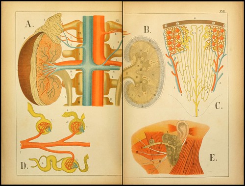An atlas of Anatomy (FF Miller, 1879) g