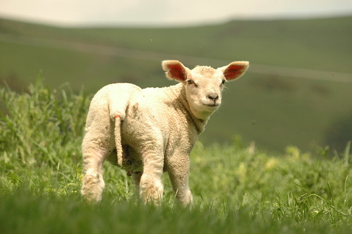 Lamb - 8