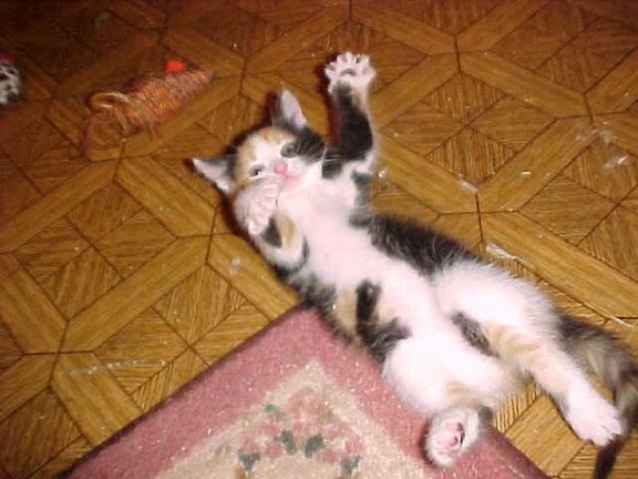 cute playful calico kitten playing