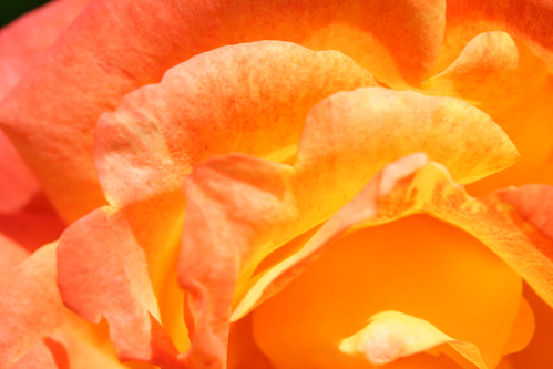 Orange Rose Petal