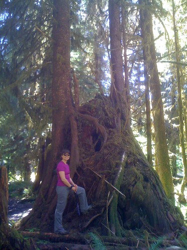 in the Hoh Rain Forest