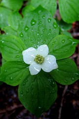 White Wet Flower