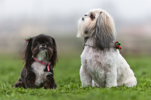 Virginia Hiramatsuâ€™s Dogs (L-R) Missy by mikebaird, on Flickr
