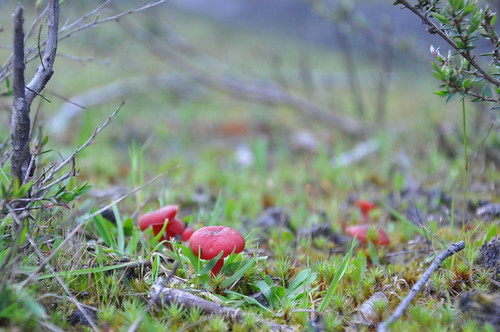 Mushrooms on the Track