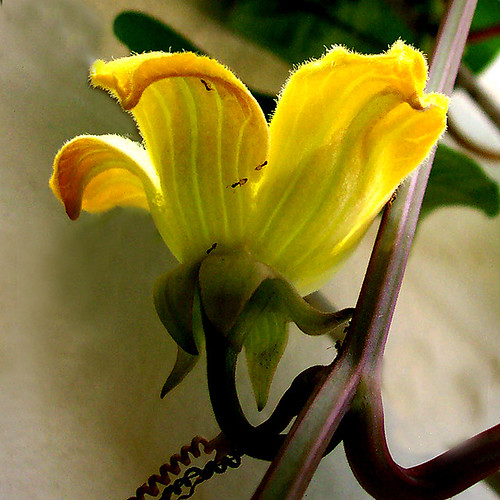 Flor Masculina de Melão Croá Gigante (Sicana odorifera) - Cassabanana