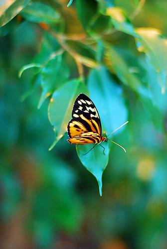 Butterfly_4