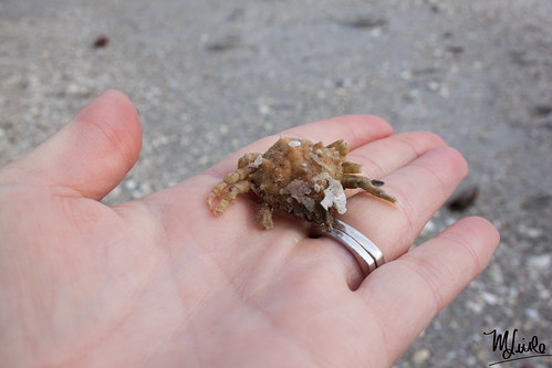 crab hand