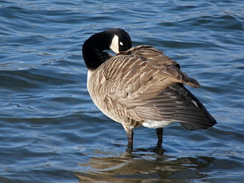 11939 - Canada Goose at Cosmeston Lakes, Cardiff