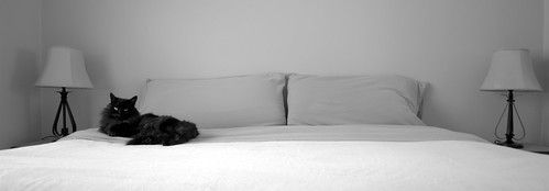 Black Cat on White Bed