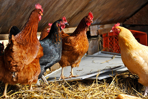 Pictures Of Rhode Island Red Chickens