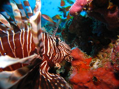There were many Lionfish too