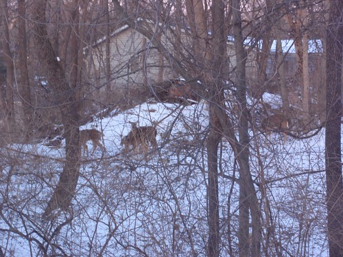 02.17.10 Deer in our Backyard (2)