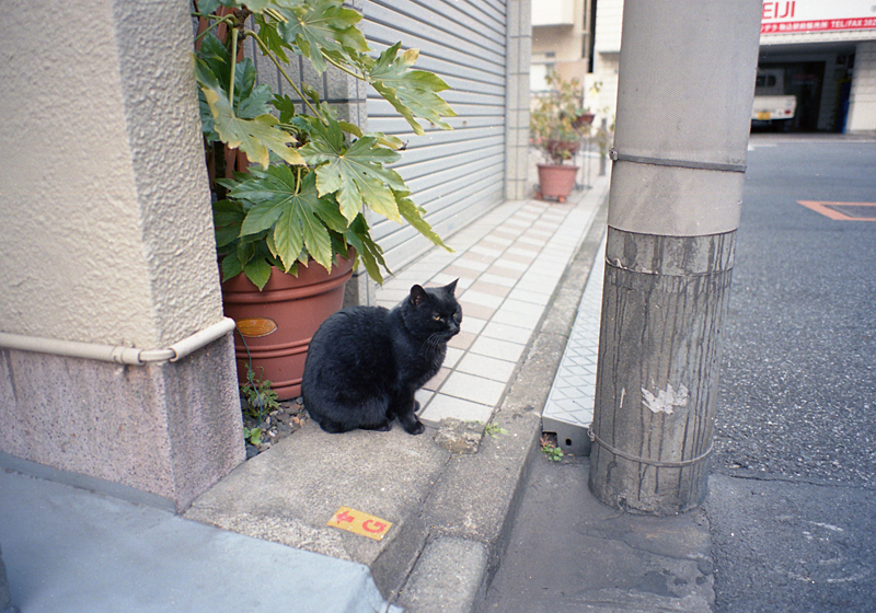住宅街の黒猫