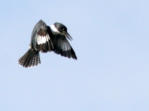 Belted Kingfisher 20100215