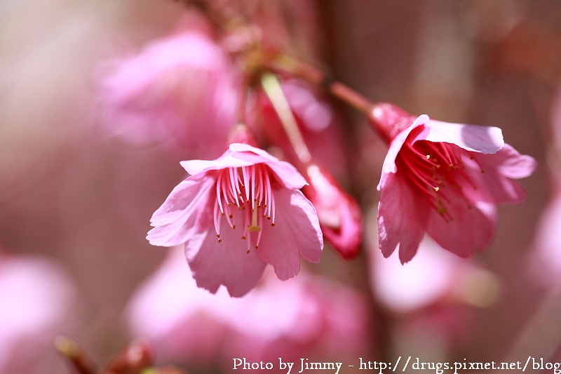 2010 阿里山 櫻花
