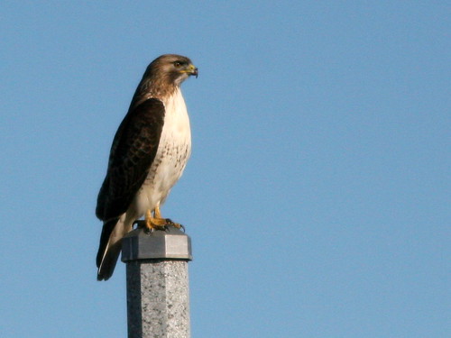 Red-tailed Hawk 20100317