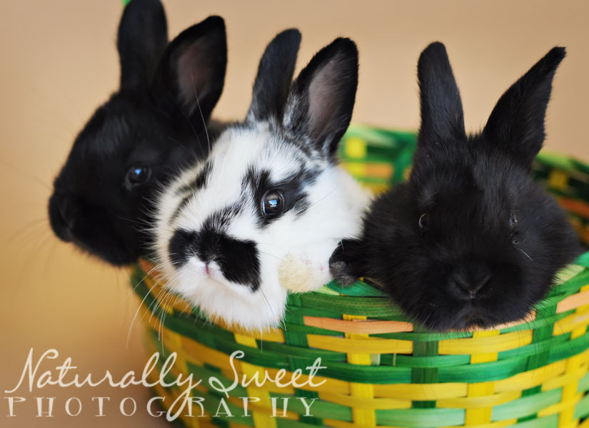 bunnies rs