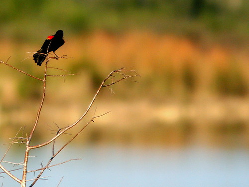 Distant Red-winged Blackbird 20100325