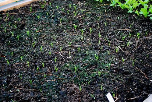 carrot seedlings 2