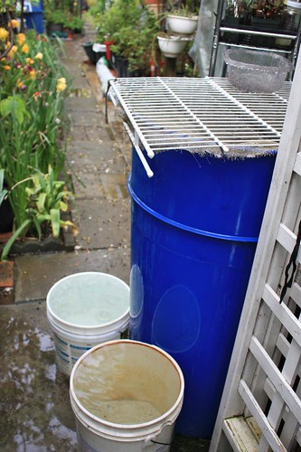 Overflown Rain Barrel