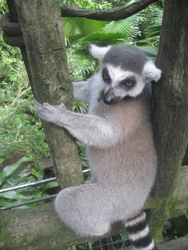 Lemur!