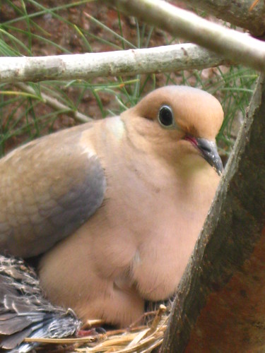 Nesting Dove