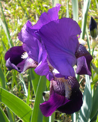 Iris - Deep Purple Closeup