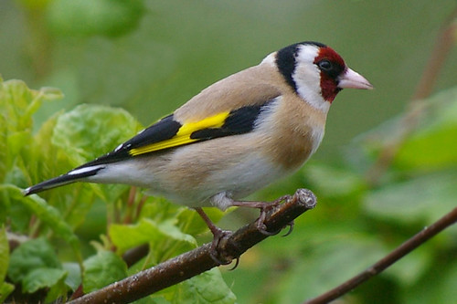Goldfinch 3