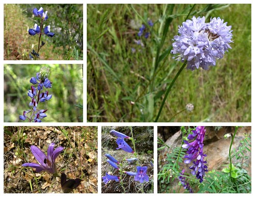 South Yuba Wildflowers -purple
