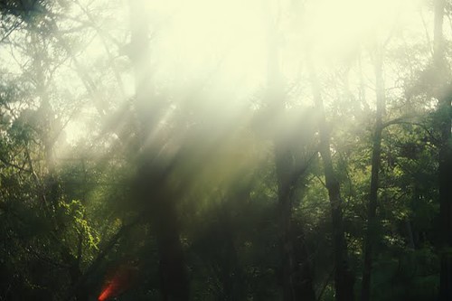 Forest light
