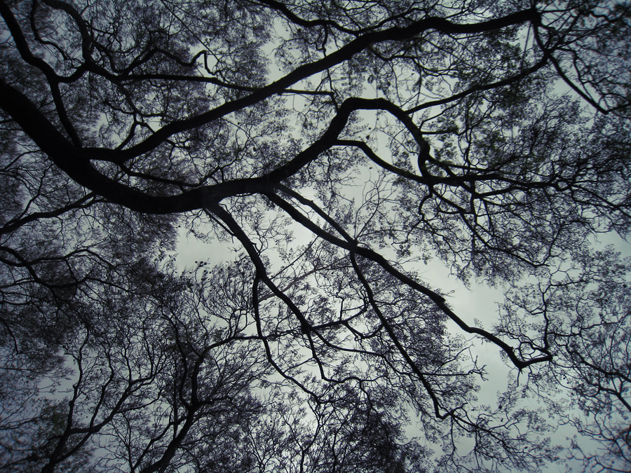 trees+branches+tree branches