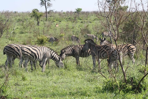 Zebras ©  Jean & Nathalie