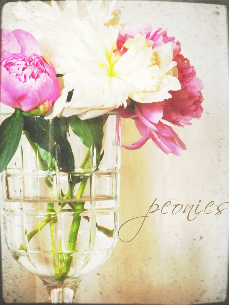 peonies {two}
