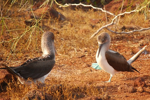 Blue footed boobies, mating dance