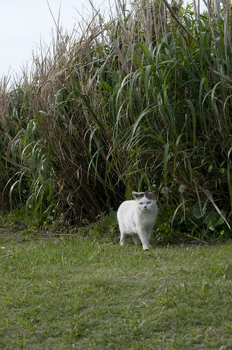 猫, 城ヶ島