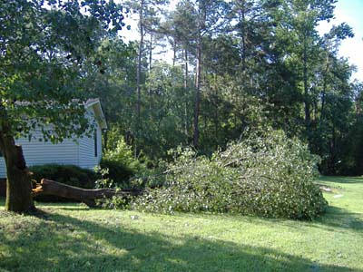 tree almost hit house