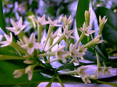 SOLANACEAE 茄科 - Night-blooming Jasmine (Cestru...