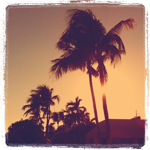 Sunset palm