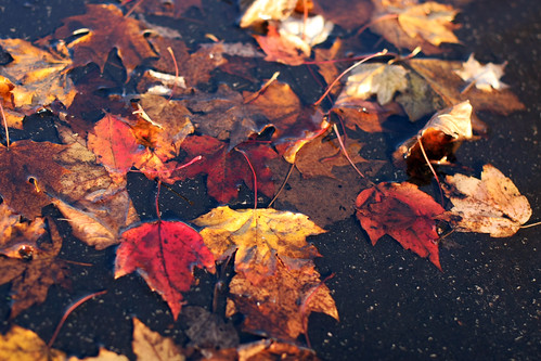 puddle leaves
