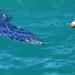 Blue Shark vs. Giant Petrel