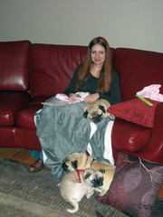 tammy with the pugs