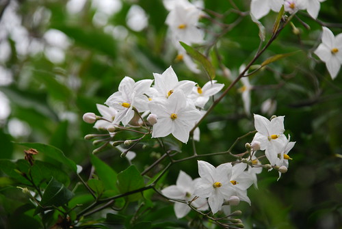 White Solanum